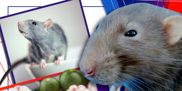 El polémico caldo de rata y sus posibles beneficios medicinales