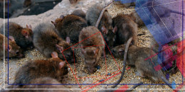 Nueva York será sede de la primera cumbre nacional sobre el control de plagas de ratas