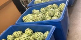 CBP officers found 4587 pounds of meth in shipment of disguised watermelons Methamphetamine illegal drugs