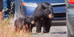 Oso negro