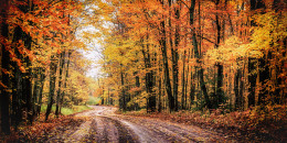 Forest Drive in Autumn. 