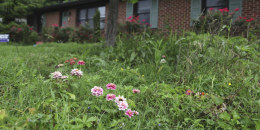 Flores y hierba alta cubren el césped de Amanda Beltranmini Healen en Nashville, Tennessee, el 19 de mayo de 2025.