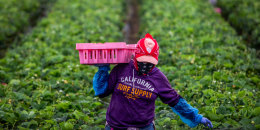 Farmworker.