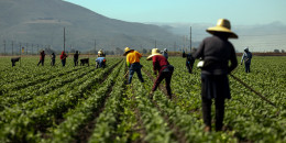 Farm workers on a field