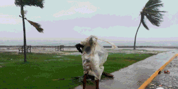 Hurricane Melissa scenes - Jamaica and Cuba