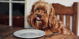 Dog sat at the dinner table with a plate and cutlery licking his lips