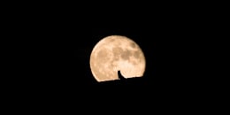 Silhouette of a wolf dog watching the full moon rise, full moon and silhouette, pet photography, Halloween