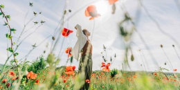 Spring field poppies