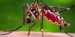 Image: Aedes aegypti mosquito
