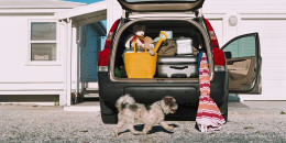 Dog by car full of luggage