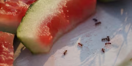 Ants with watermelon