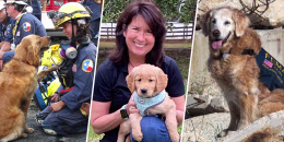 Pictured from left to right: Denise Corliss with search dog Bretagne at ground zero in New York City in September 2001; Corliss with Finn, Bretagne's little sister, in 2020; Bretagne working at a disaster training site for dogs in Texas in 2014.
