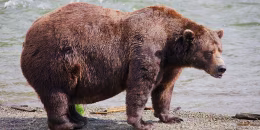 Large brown bear stands near a river.