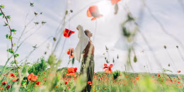 Spring field poppies
