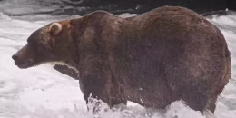 Alaska Fat Bear Week