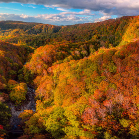 mountains with trees in autumn