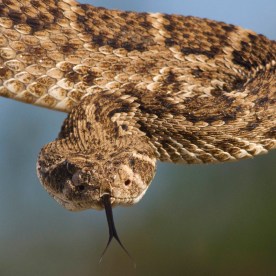 Diamondback snake