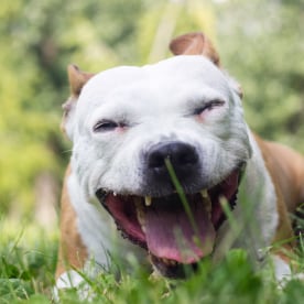 Coughing dog