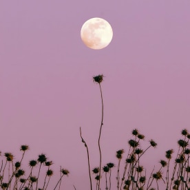 November full moon in a minimalist purple image where some branches try to reach it