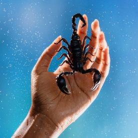 Photo of a hand holding a scorpion with water droplets symbolizing scorpio 2024.