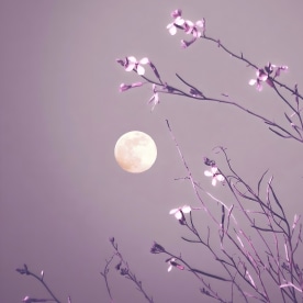 April full moon surrounded by plants that want to caress her in a minimalist scene