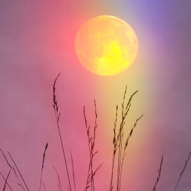 june full moon rainbow plants silhouette and beautiful sunset background