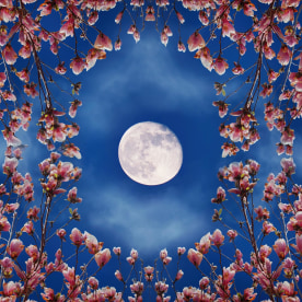 may full moon and magnolia blossom