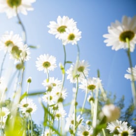 daisy flower background