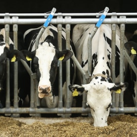 Dairy cows stand in their stalls in a barn at the Wolters dairy farm.