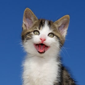 kitten on blue background with mouth open.