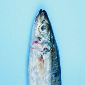 Head of Sardine Fish in The Bottom of Blue Background