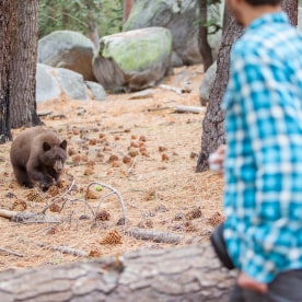 27-years-old man, tourist,  filming the young wild black american bear in the forest in Yosemite National Park