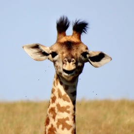 giraffe looking directly at camera.