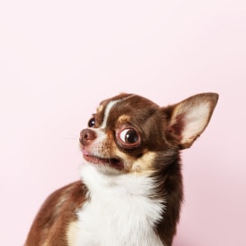 Cute brown mexican chihuahua dog isolated on light pink background. Outraged, unhappy dog looks left. Copy Space