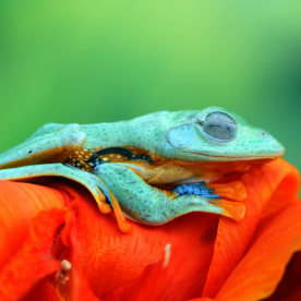 Javan tree frog sleeping on a flower.