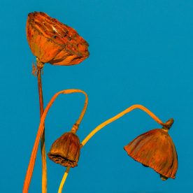 Close-up of wilted flower against blue sky