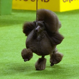 148th Annual Westminster Kennel Club Dog Show - Show Night