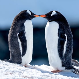Gentoo Penguins, Booth Island, Antarctica