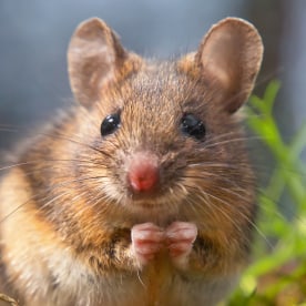 Wild mouse sitting on hind legs.