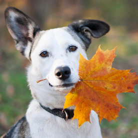 Pup with leaf