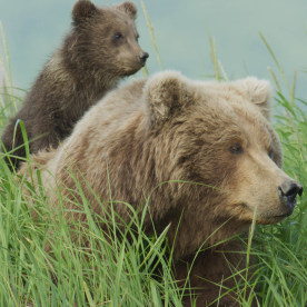 The Hungry Games: Alaska's Big Bear Challenge