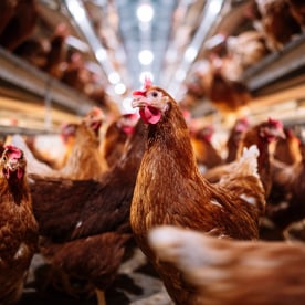 Indoor farm of hens that lay eggs.