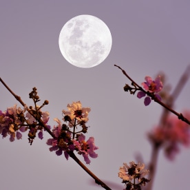 Full moon on the sky with flowers just blooming on a tree branch.