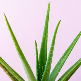 Aloe vera leaves against a pink background.