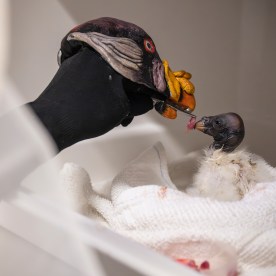 Zoo-Baby Vulture-Puppet