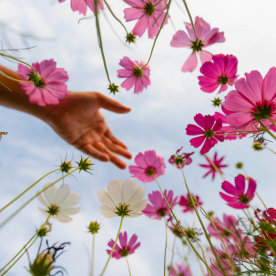 flowers against blue sky