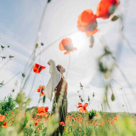 Spring field poppies