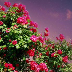 crescent and red roses in the garden