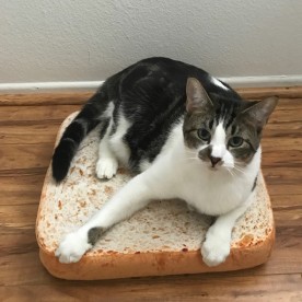 Sandwiches the cat and his urn.