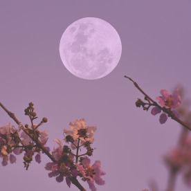 Full moon on the sky with flowers tree branch.